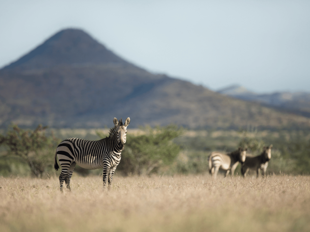 wildlife in etosha namibia