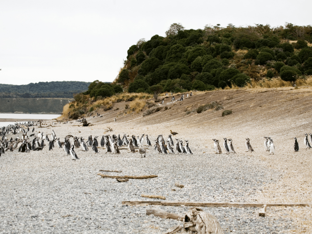 penguins argentina