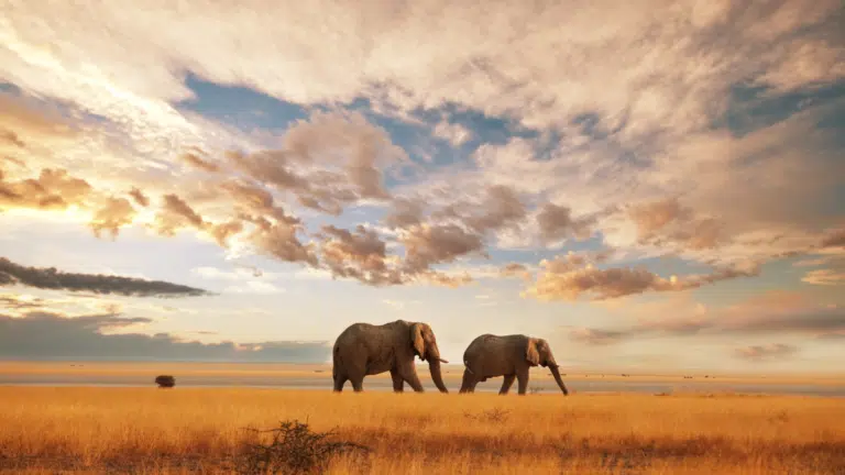 African Safari: Ultimate Safari Tours & Destinations Guide