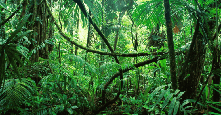 Ultimate Ecuador Amazon Guide ( + Best Amazon Jungle Tours)