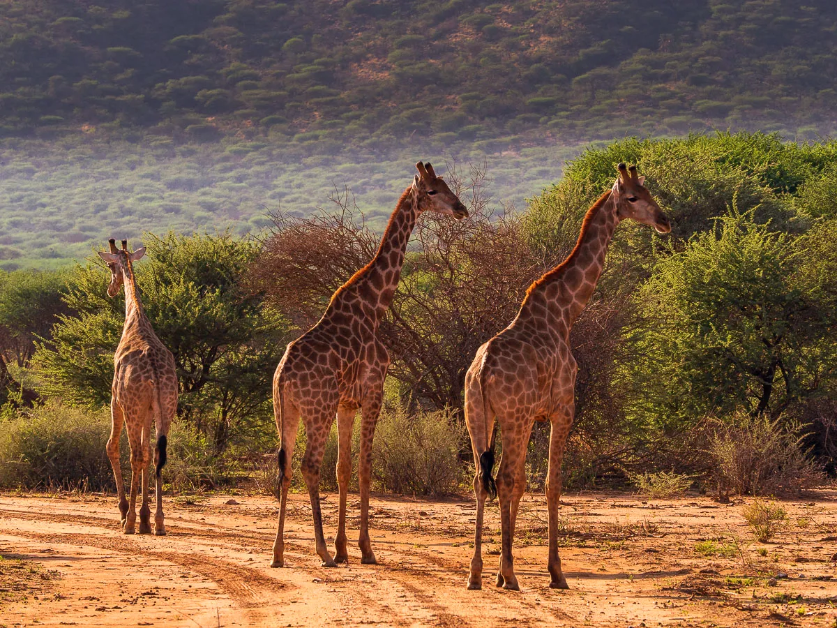 Safari in Serengeti National Park