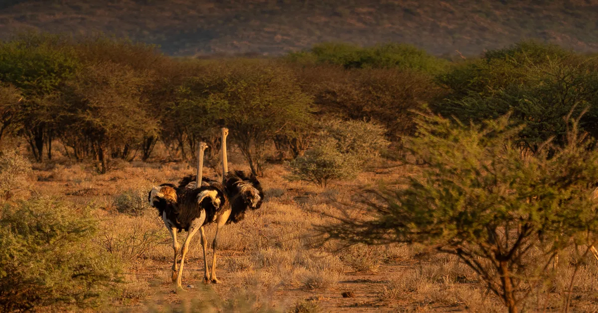 Best Sabi Sands Lodges show Ostriches running