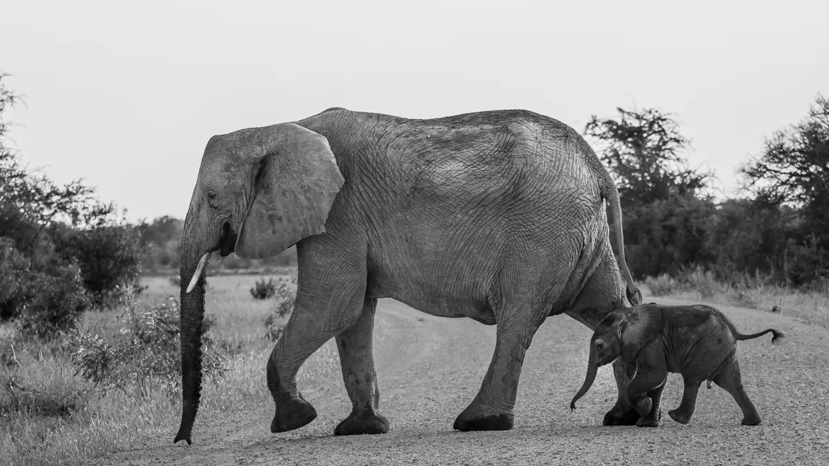 Addo elephant park vs Kruger national Park