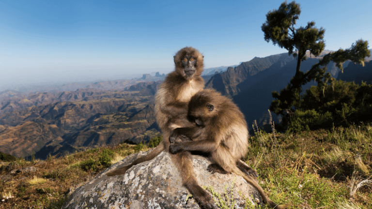 5 Bucket List Experiences with Animals in Ethiopia