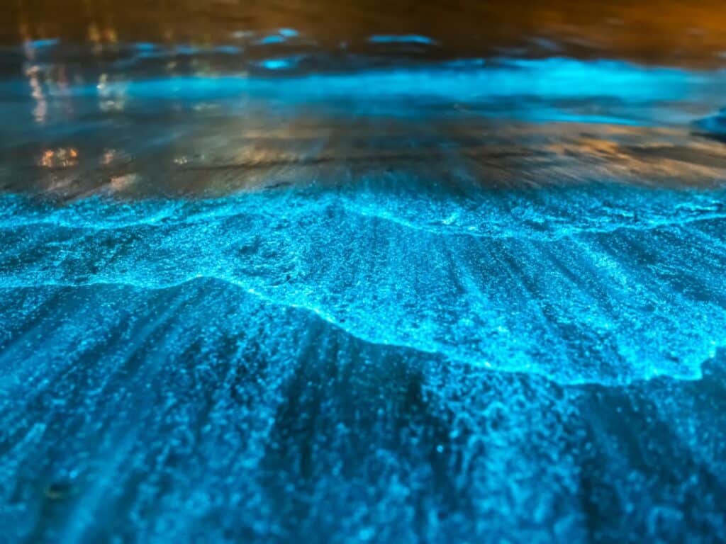 vieques bioluminescent bay