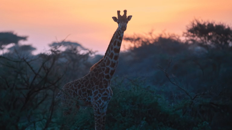 10 Best South Africa Safari Experiences (For All Budgets!)