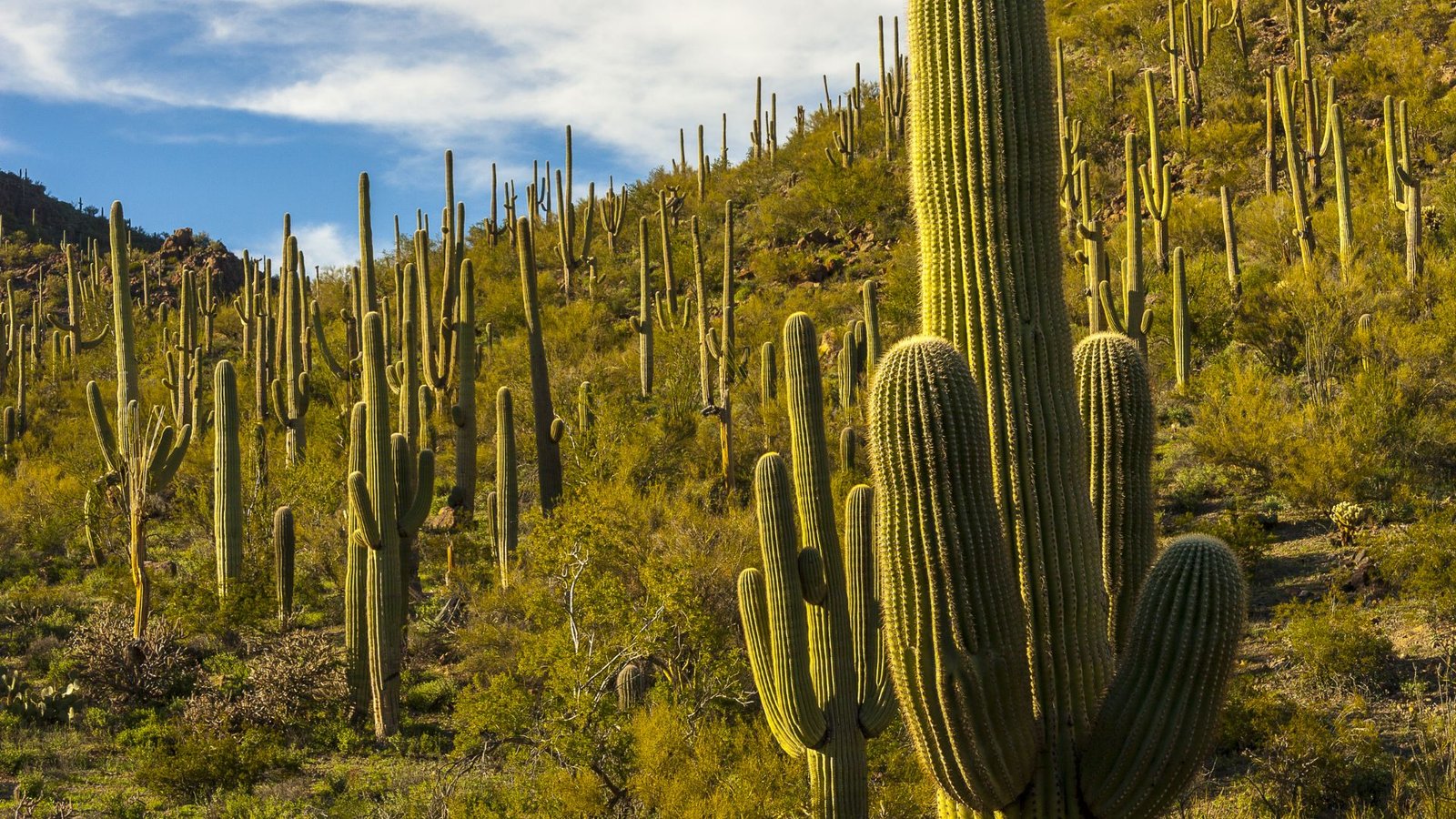 Saguaro National Park