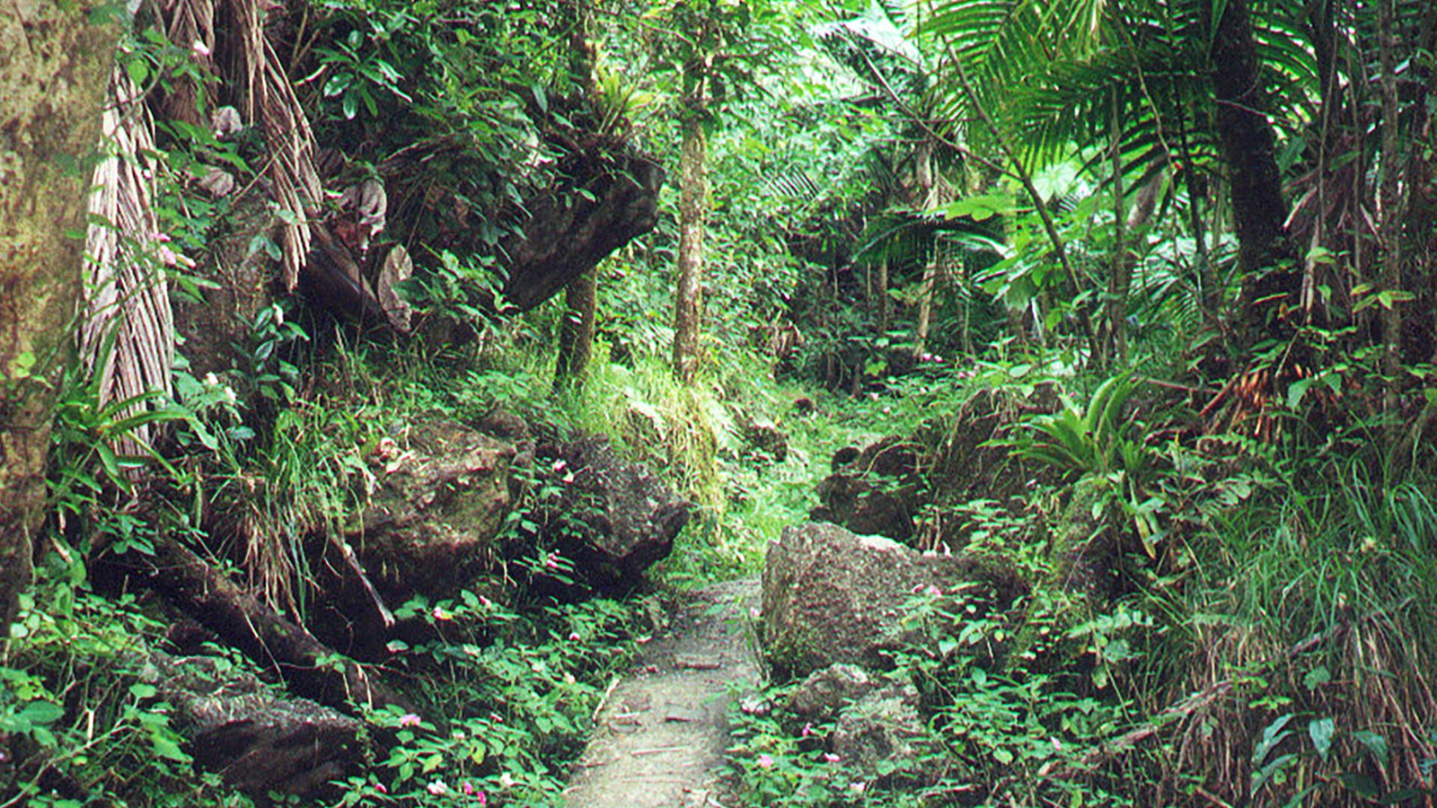 El Yunque National Forest