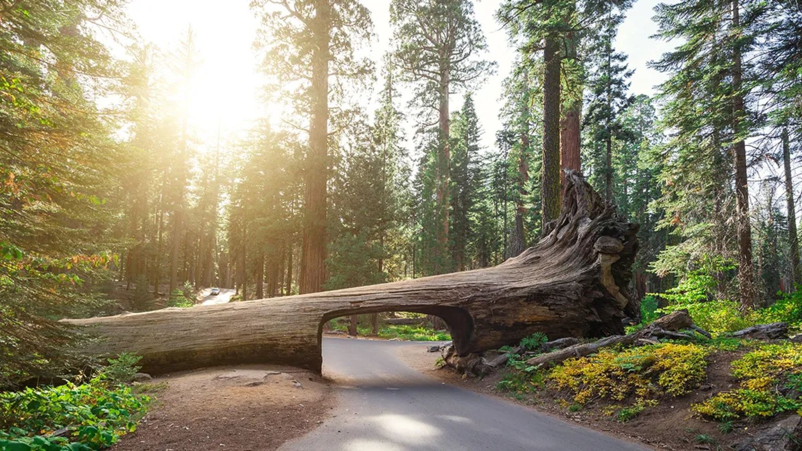 Sequoia National Park