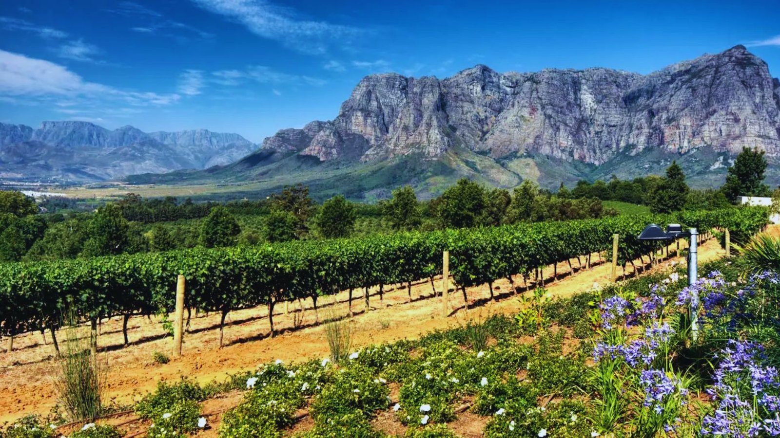 Cape Winelands Tour