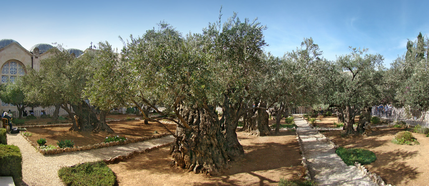 12. Visit the Garden of Gethsemane