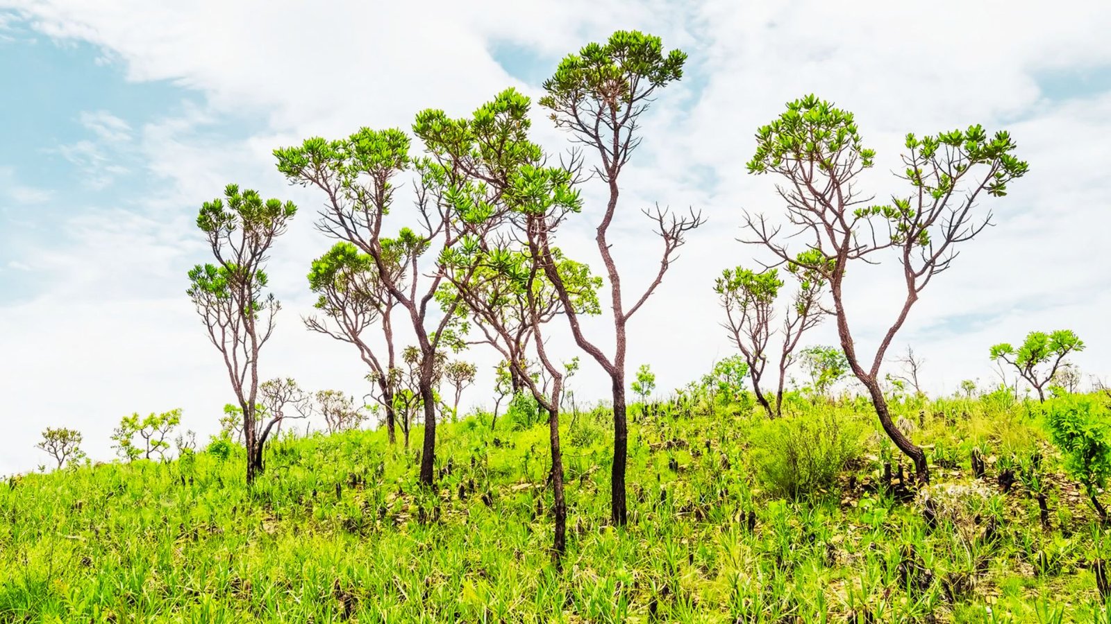Prairie, Savanna, and Native Plant Life