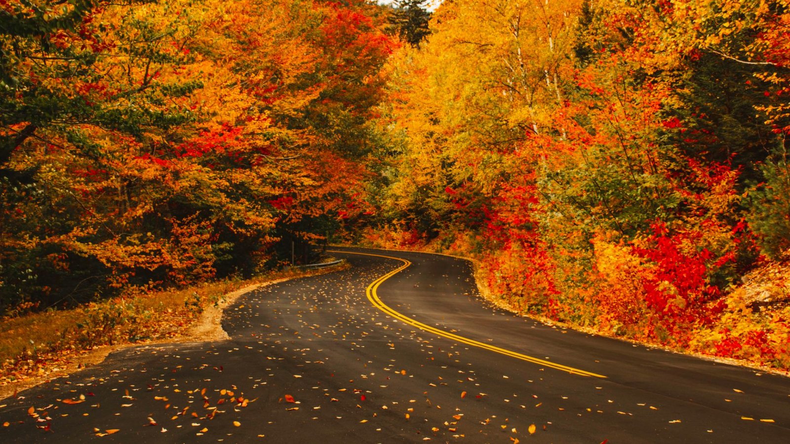 New England Fall Road
