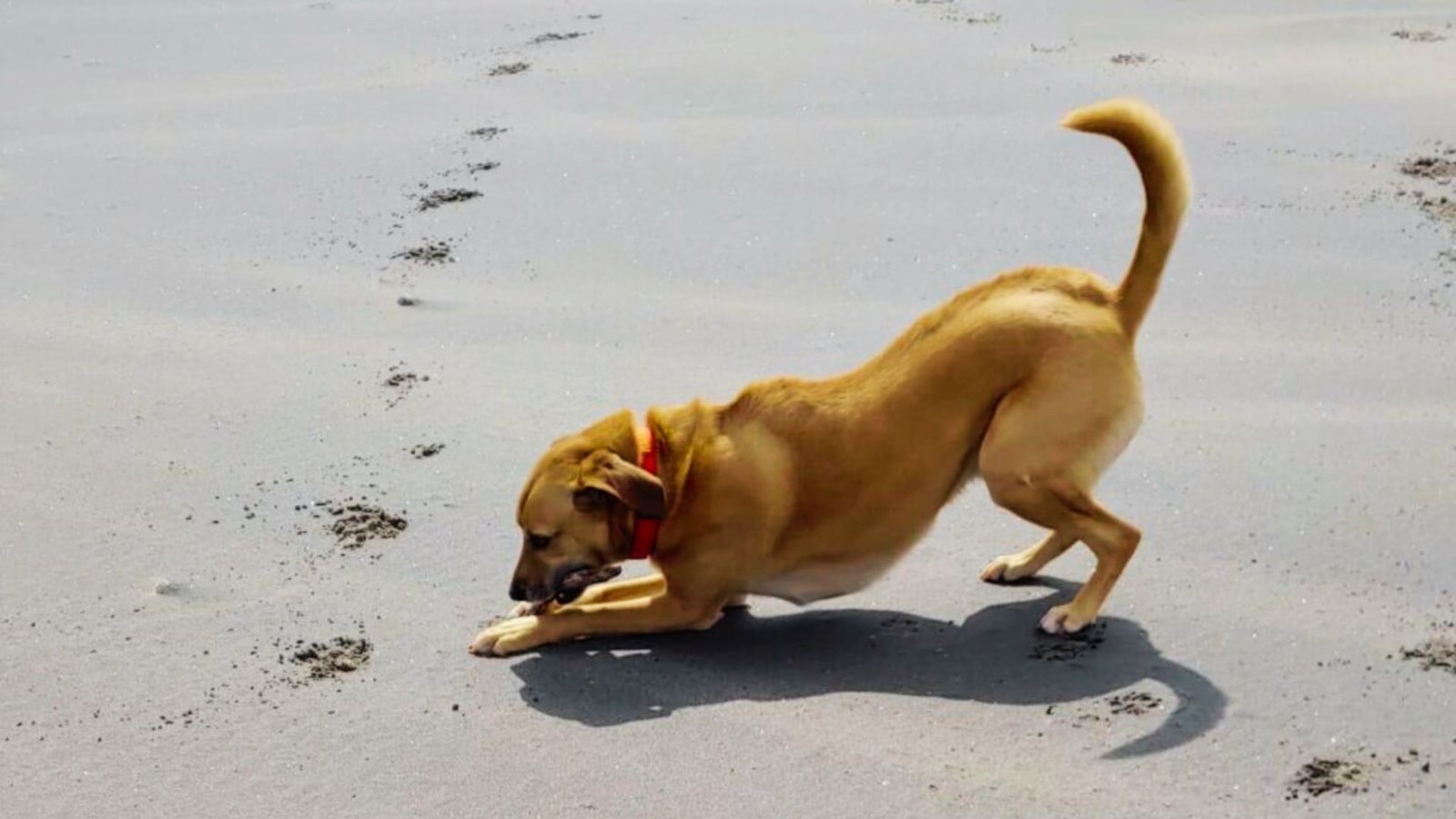 Pet Friendly Activities