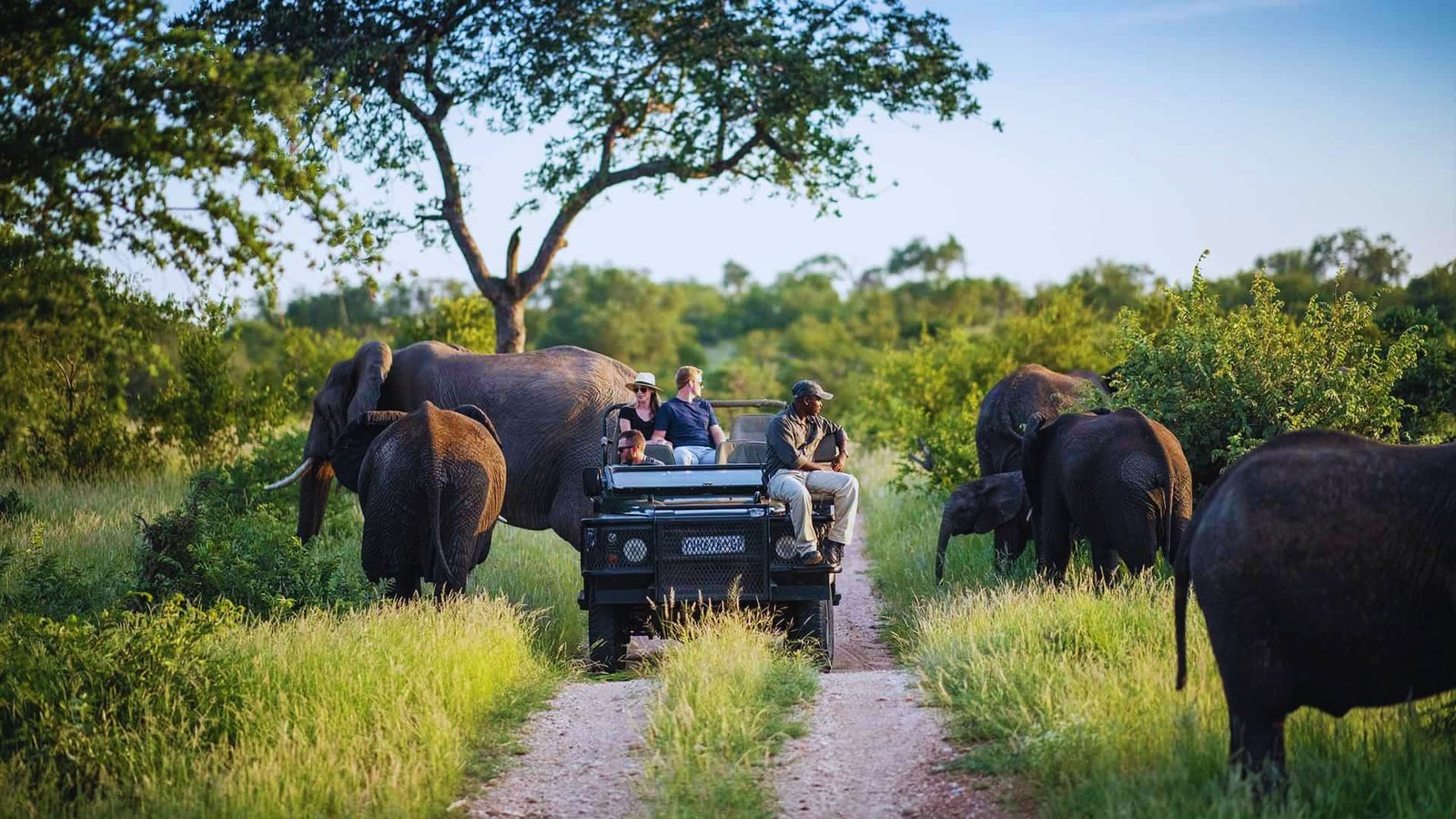 Kruger National Park Safari