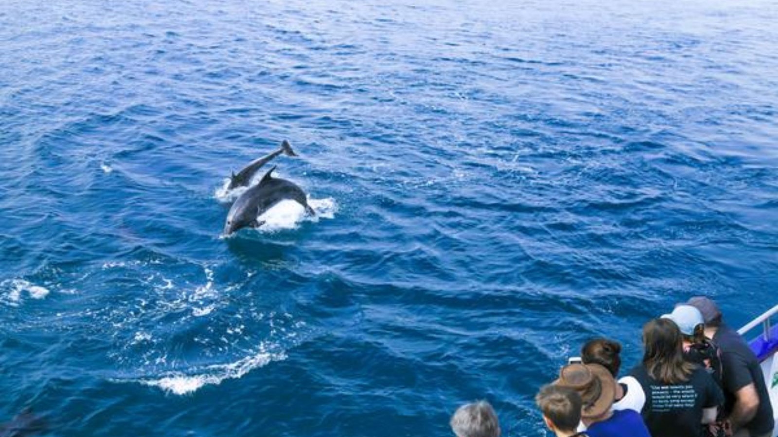 Go Fishing or Take a Charter Tour