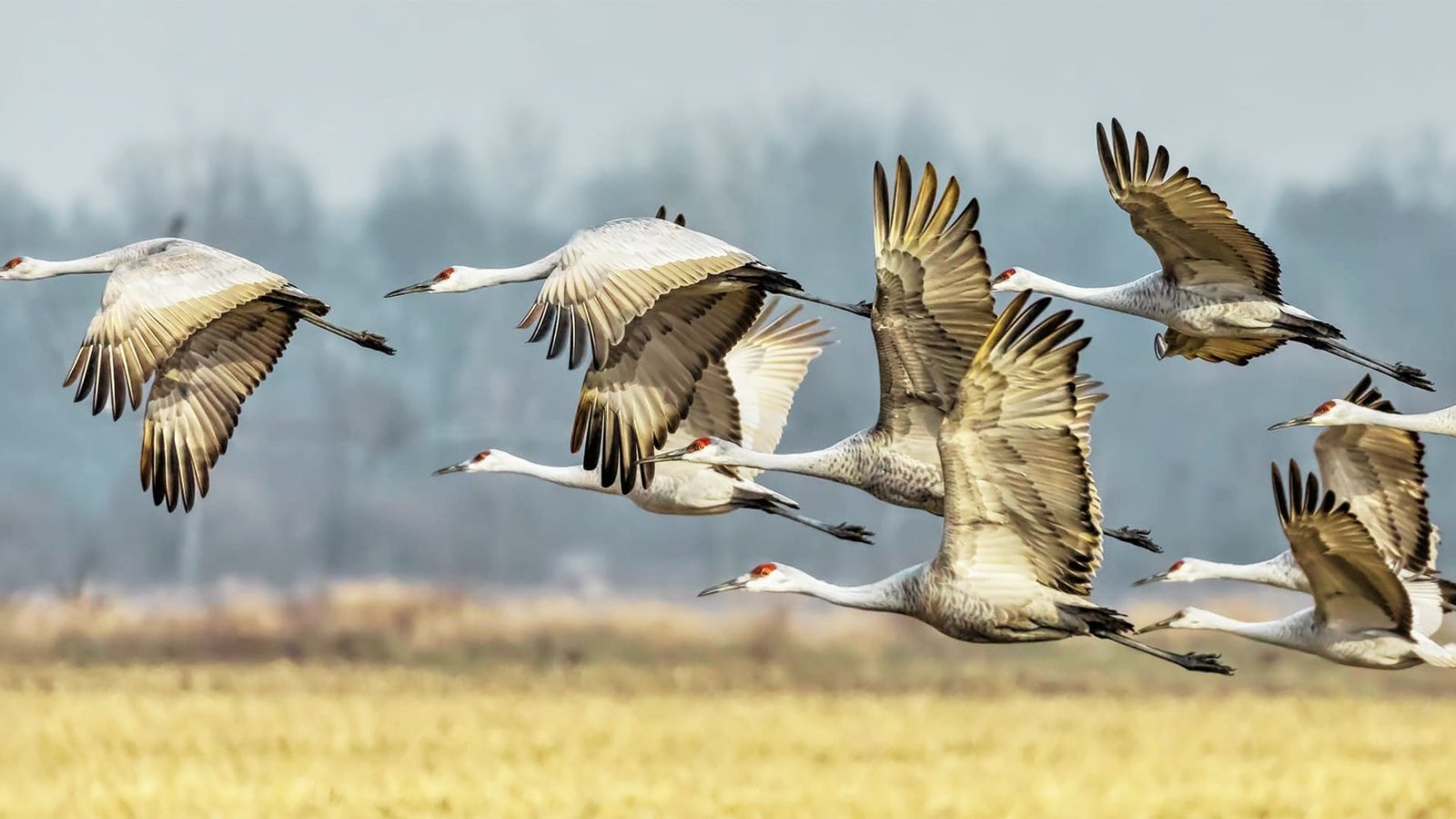 Birdwatching and Migratory Species